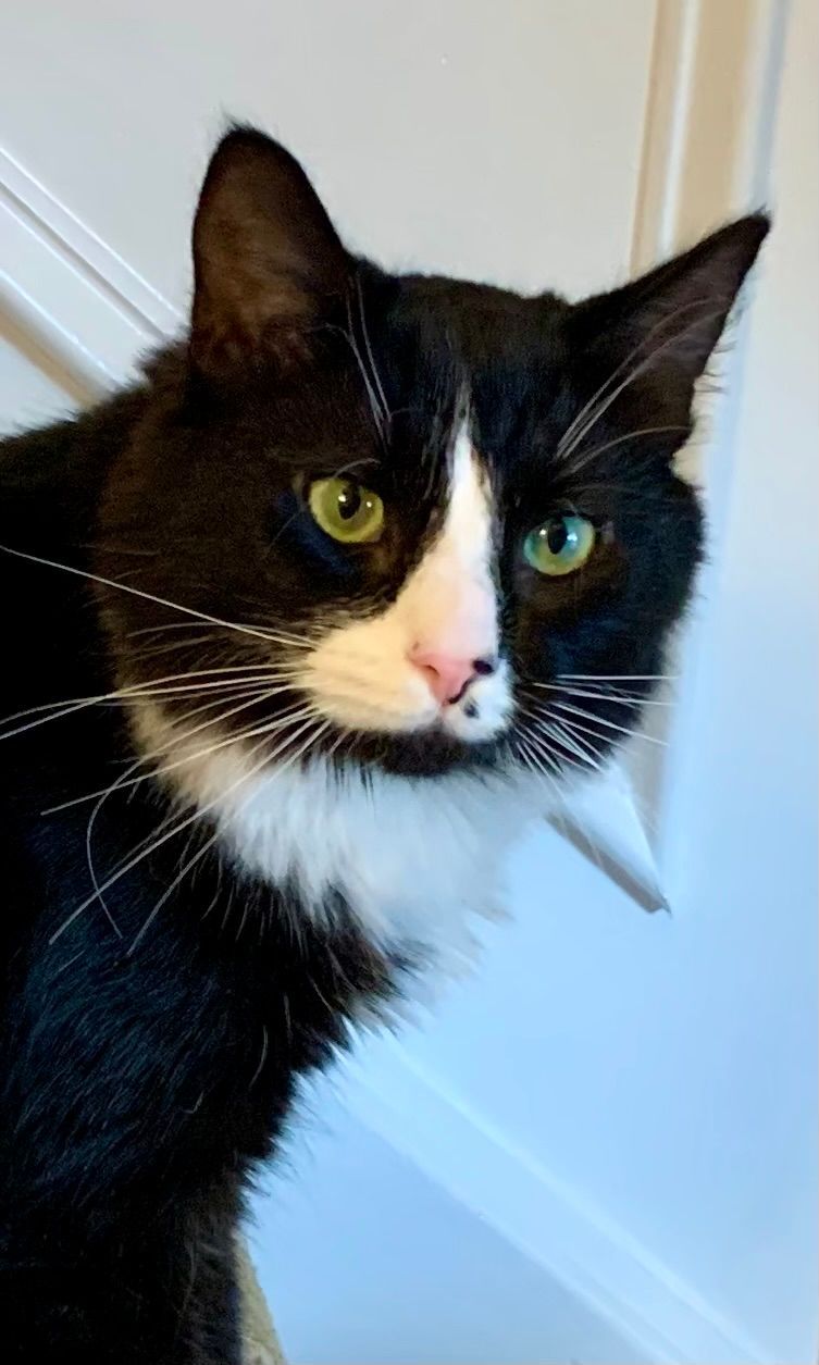 Black and white cat with green eyes and white nose, looking at the camera.