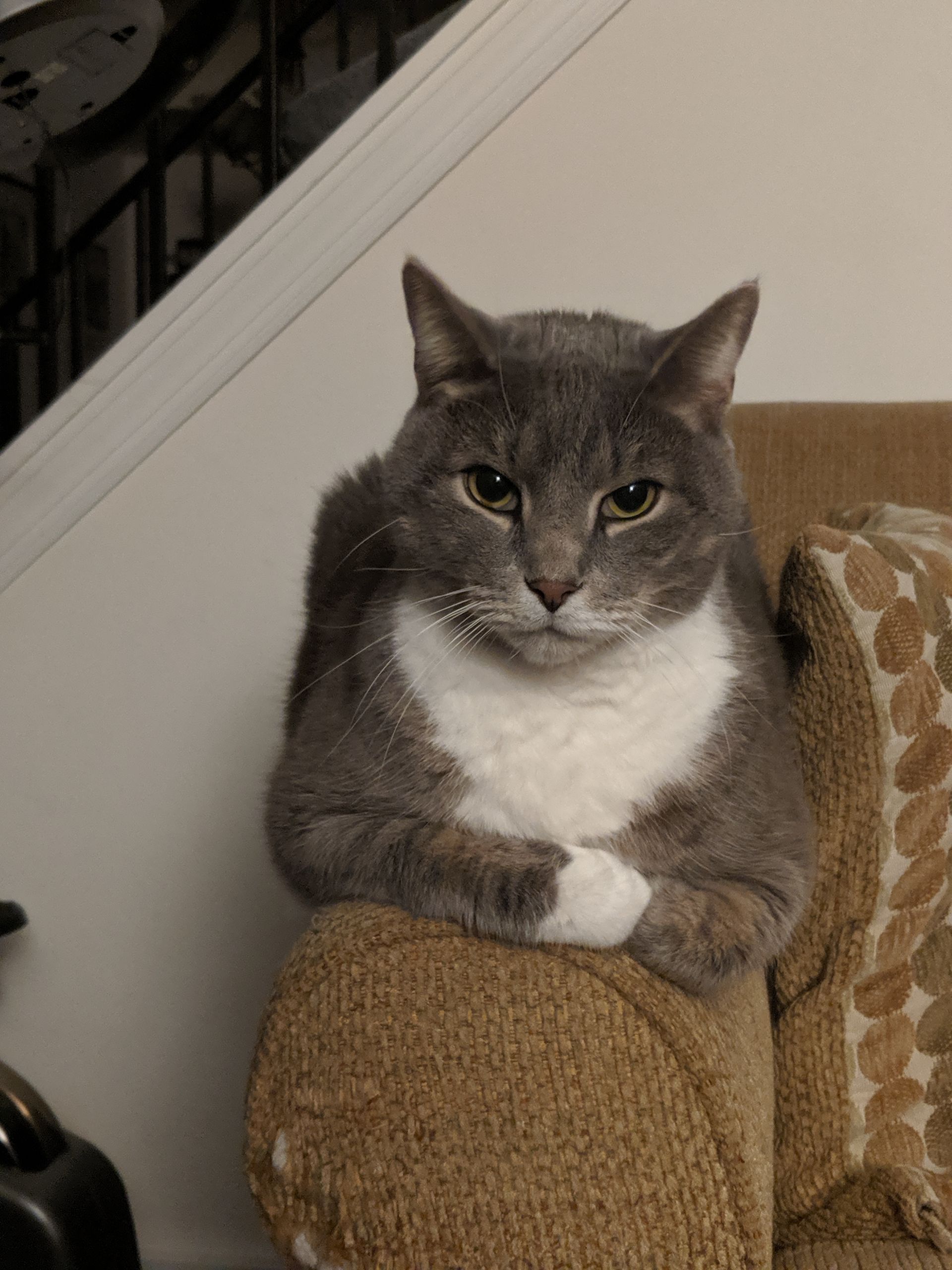 Gray and white cat sitting on a brown couch, paws crossed, stern expression.
