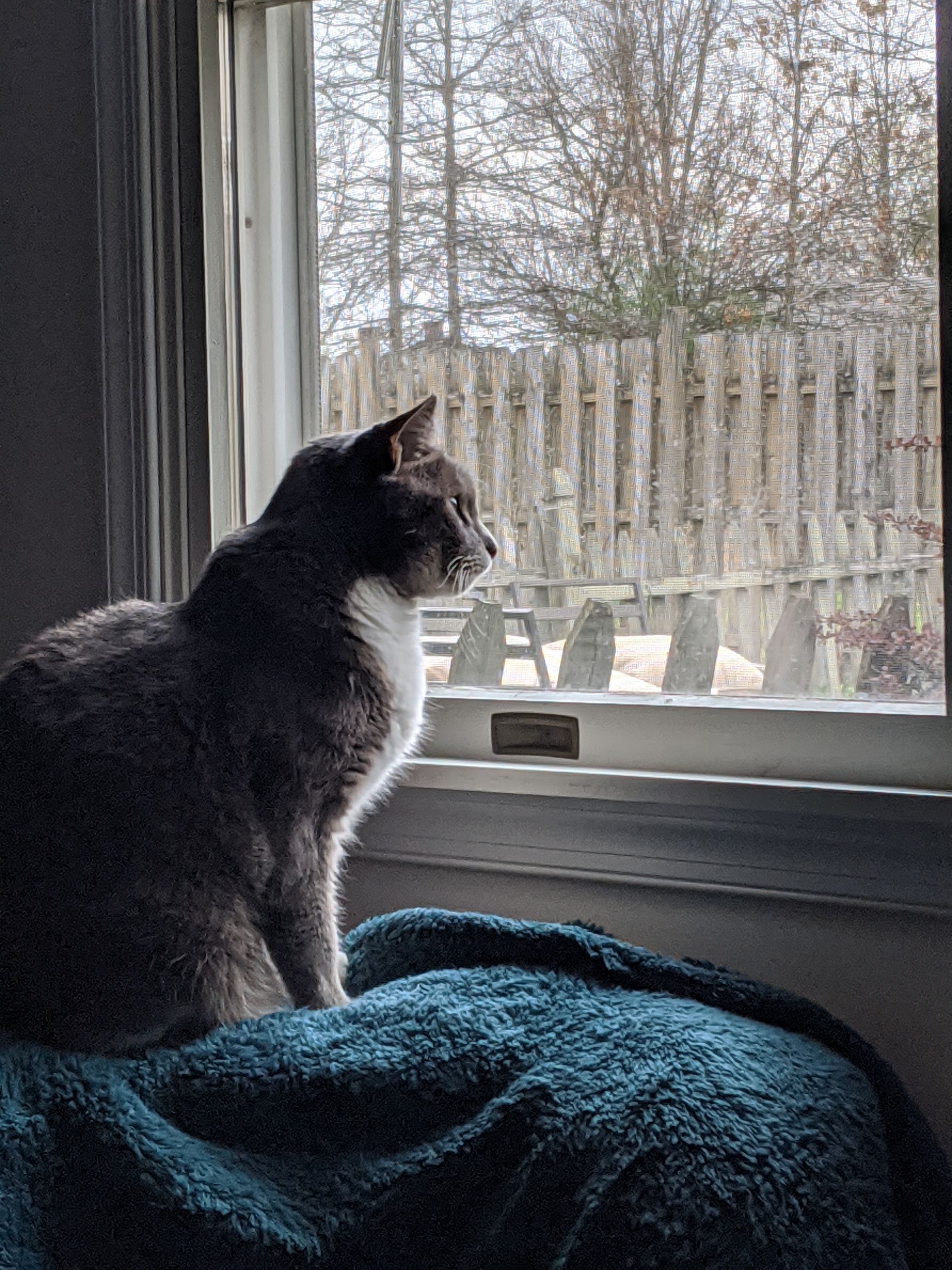 Gray and white cat sitting on a blue blanket, looking out a window at a fence and bare trees.