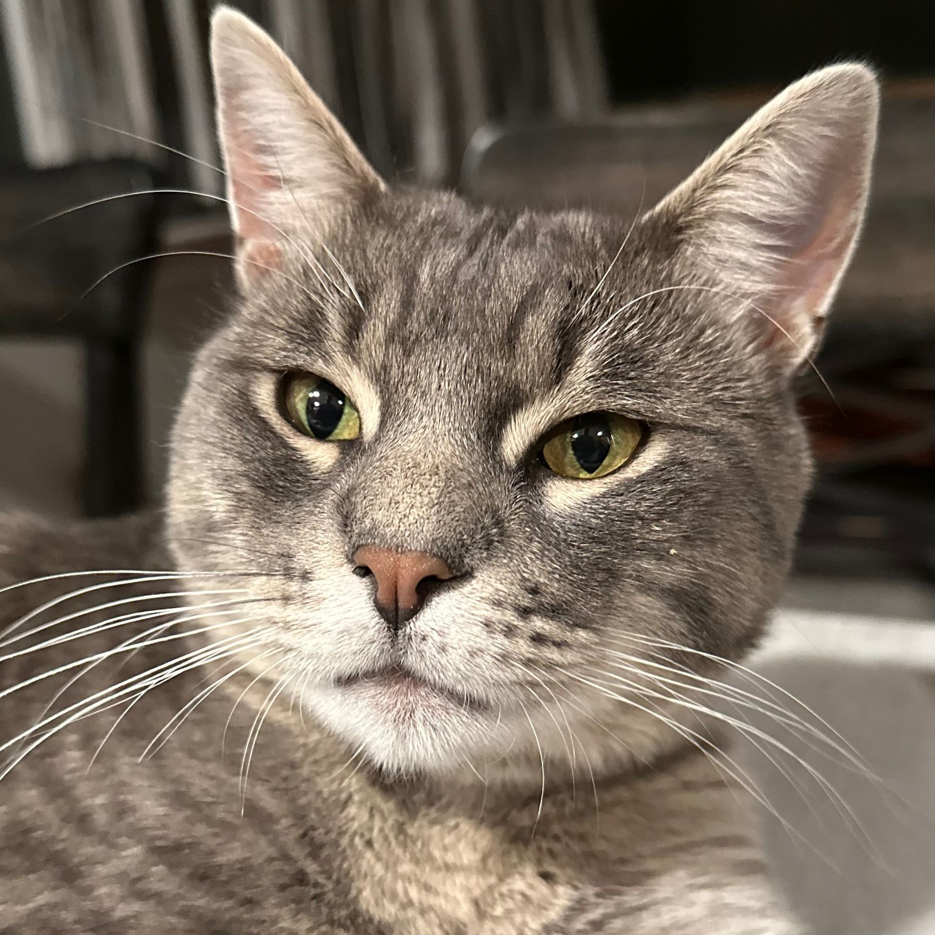 Grey tabby cat with green-gold eyes looking directly at the viewer.