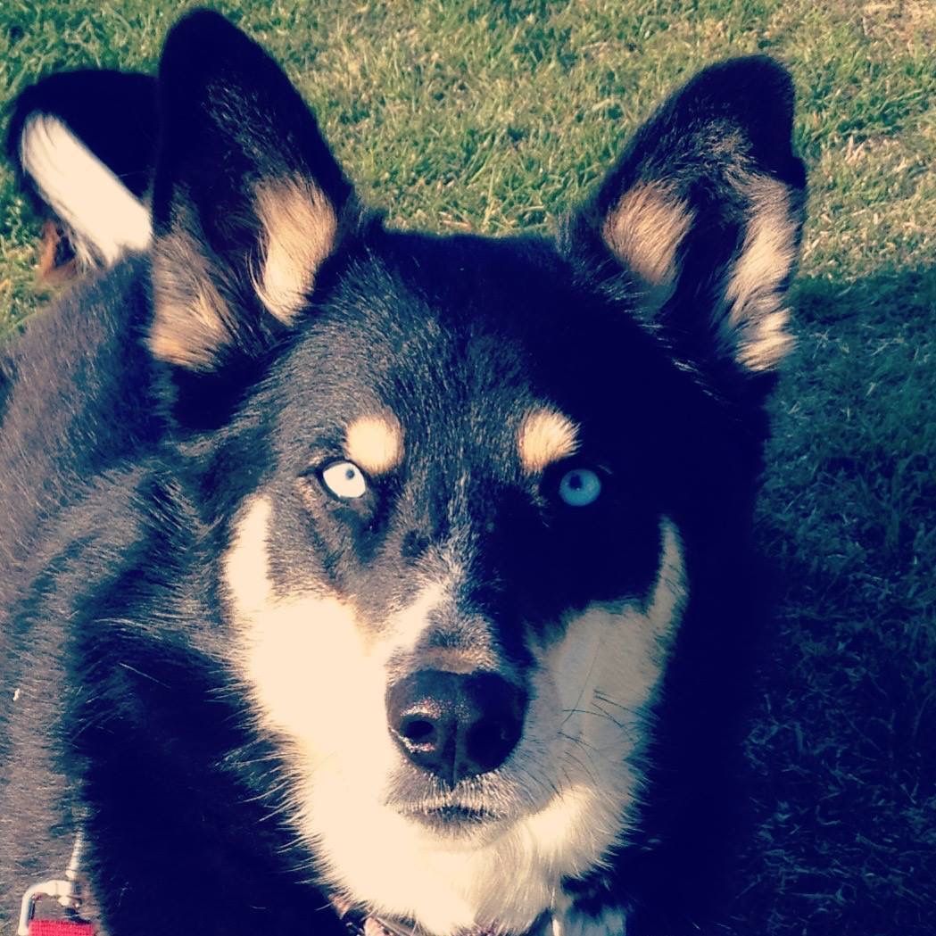 Black and tan dog with one blue and one brown eye, lying on green grass, looking forward.