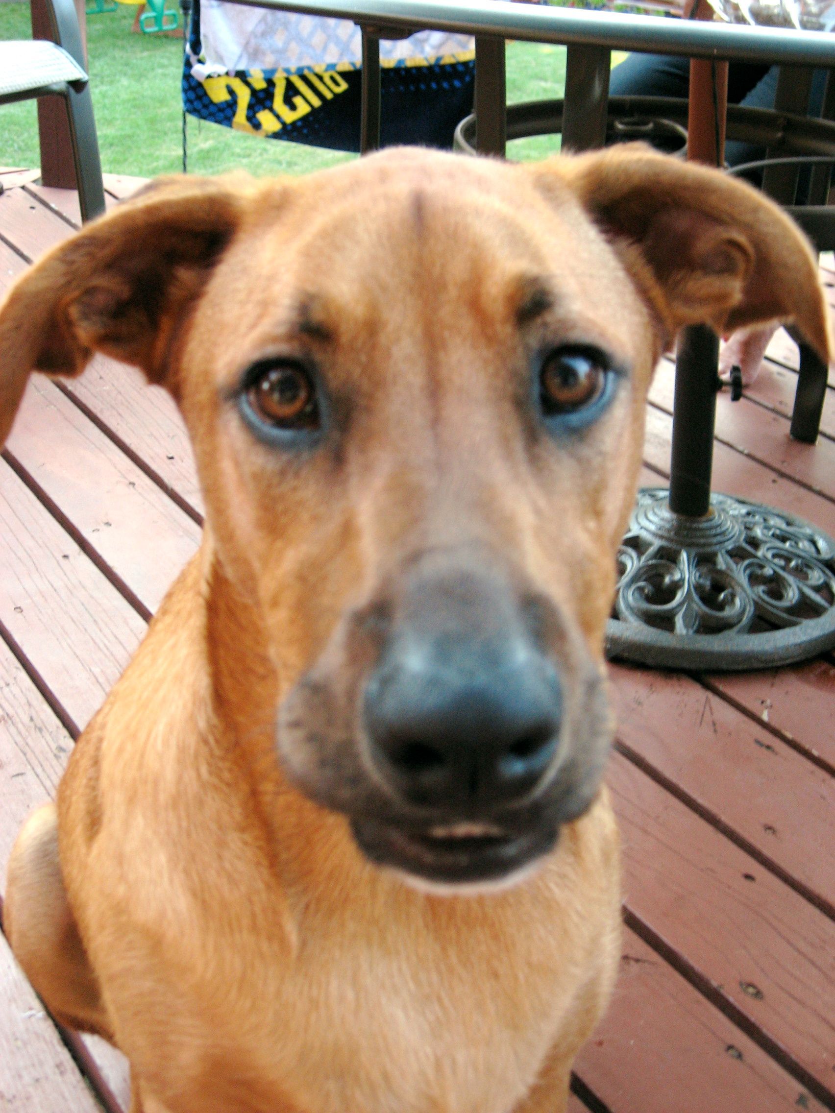 Brown dog with floppy ears, looking at the camera on a wooden deck.