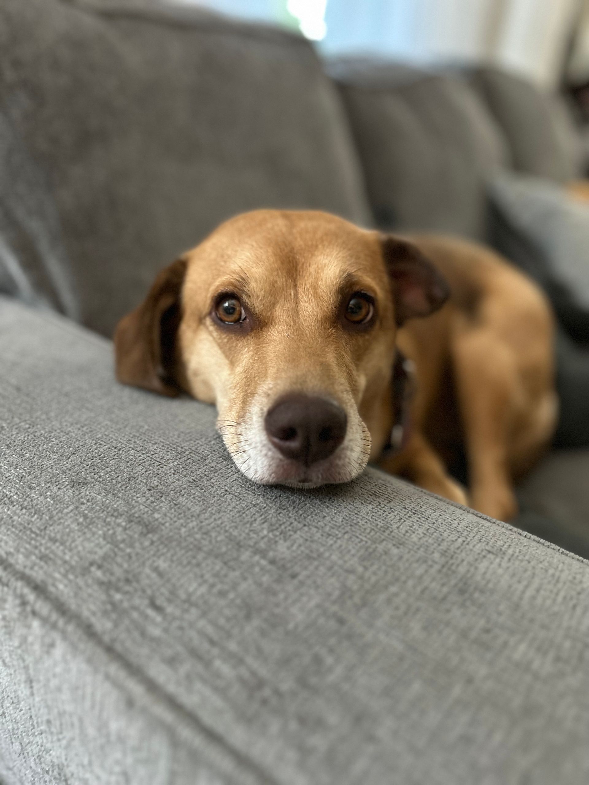 Tan and brown dog resting on a gray couch, looking directly at the viewer.