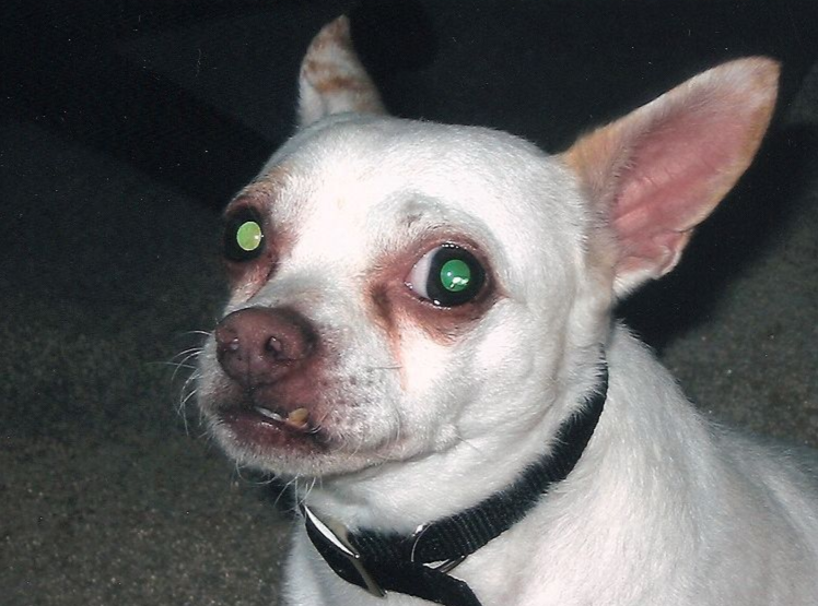 White dog with black collar; green eyes, looking at the viewer.
