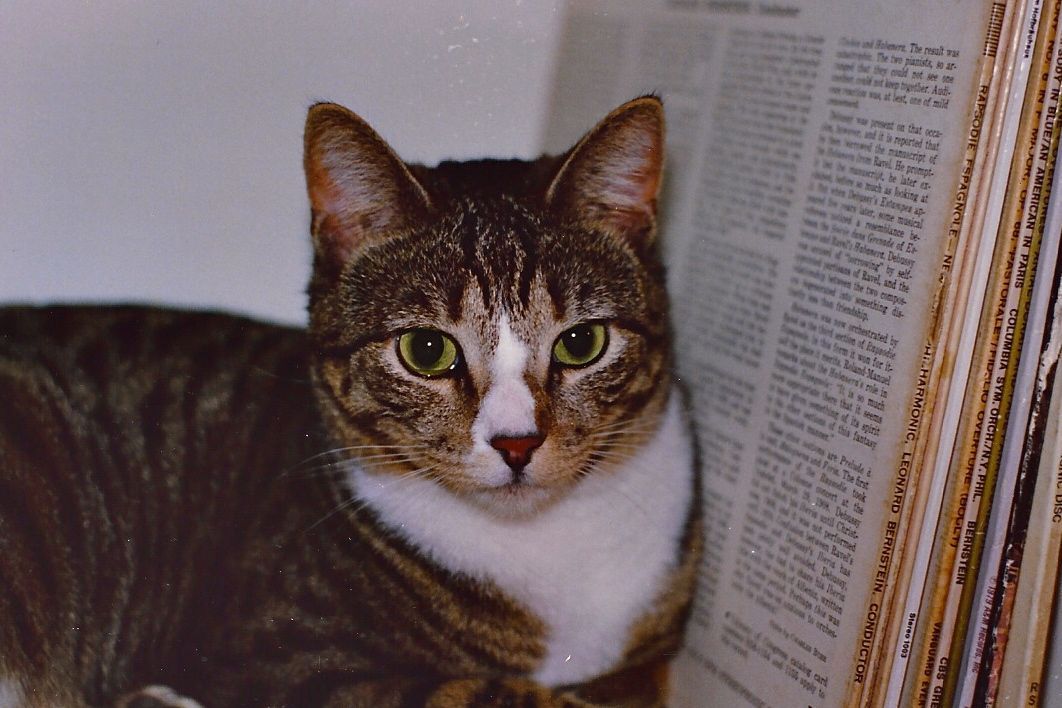 Tabby cat with white chest and nose, looking at camera next to a stack of books.