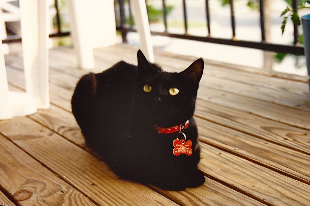 Black cat wearing a red collar, sitting on a wooden deck.