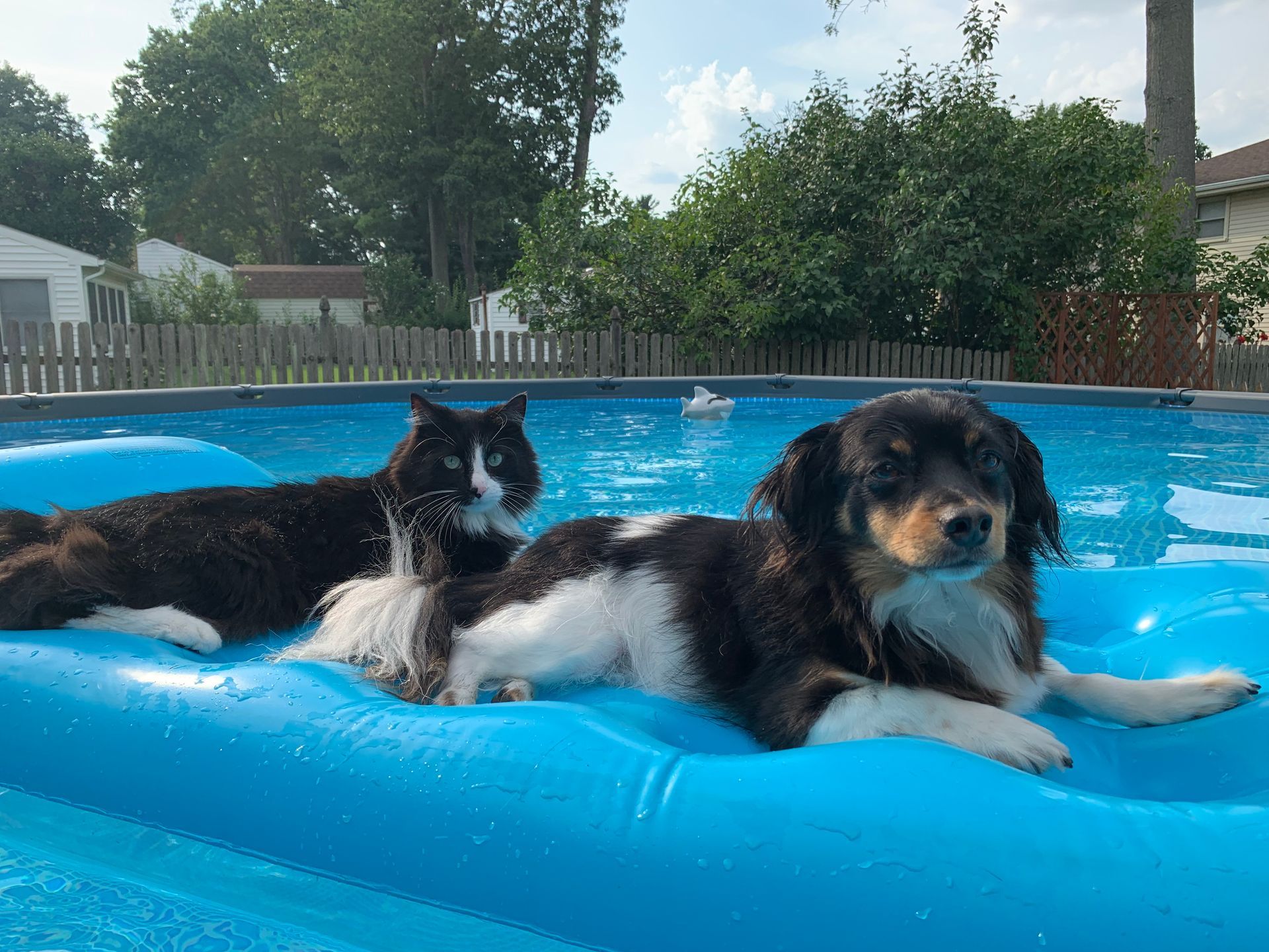 Two dogs in a blue inflatable pool, one black and white, the other brown and black, both relaxed.