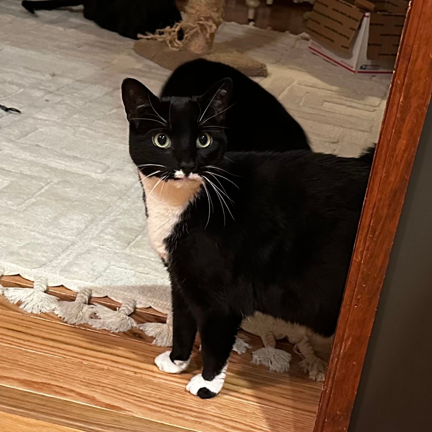 Black and white cat with white paws and chest standing on wood floor, looking at the camera.