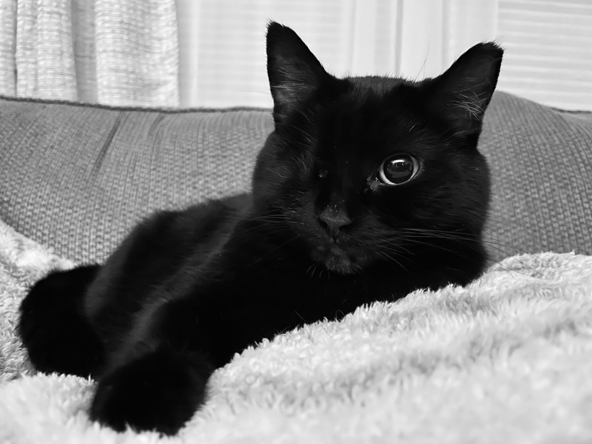 Black cat with one eye, resting on a light-colored blanket on a couch.