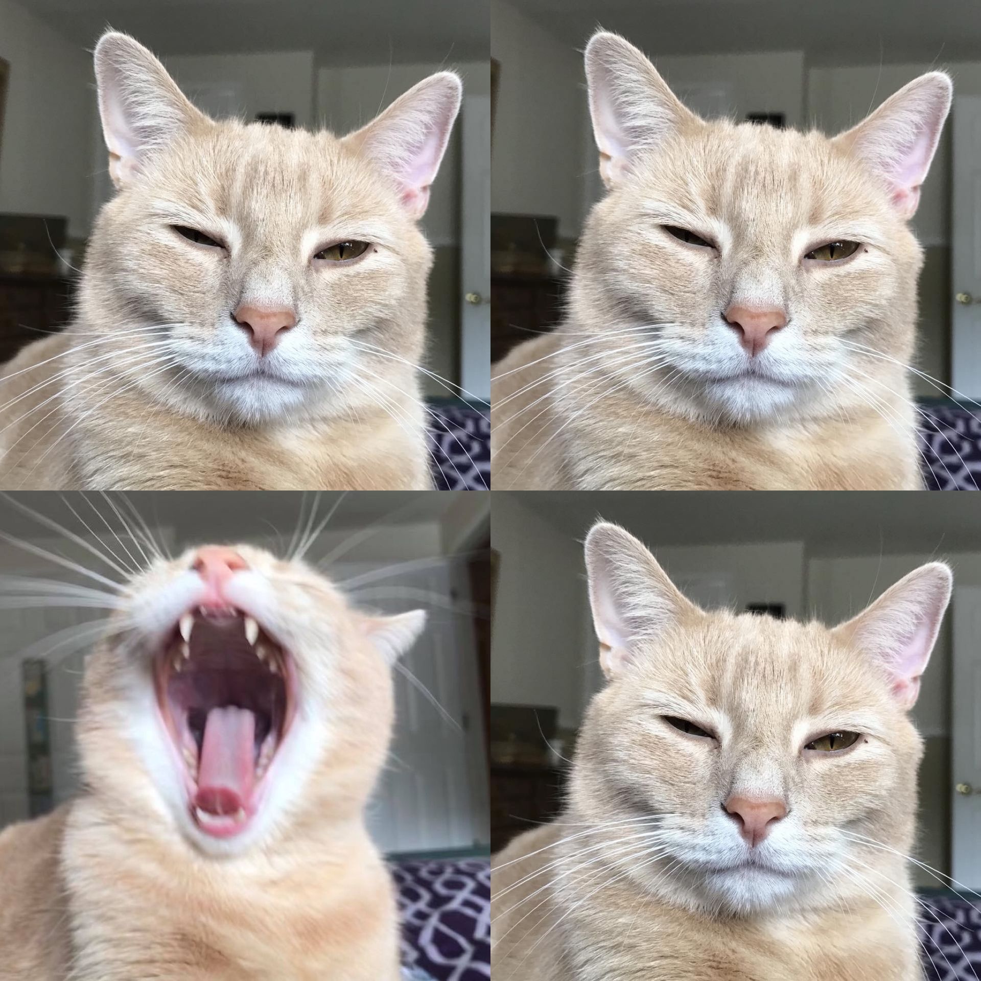A four-panel image of a tan cat with closed eyes; one panel showing a yawn.