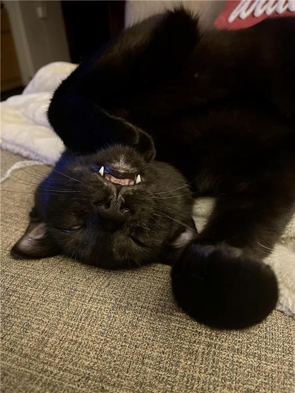 Black cat sleeping on its back, showing teeth, on a gray sofa.