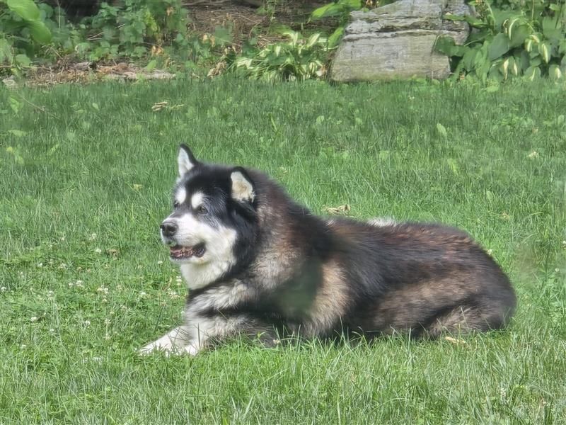 Dog, black and tan fur, lying in green grass.