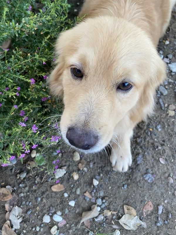 Golden retriever puppy with a curious expression, near purple flowers.
