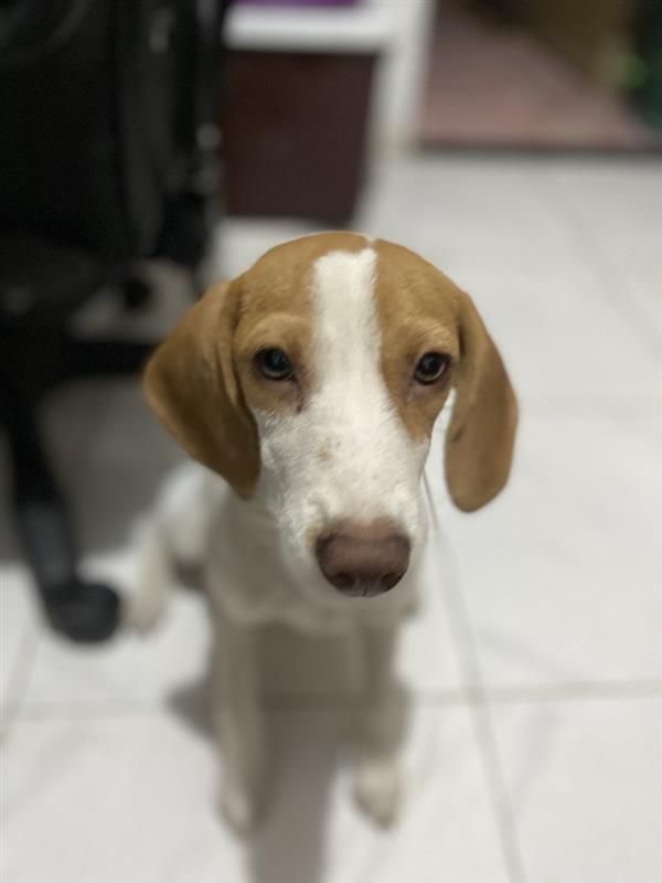 Beagle puppy with tan and white fur, looking directly at the camera.