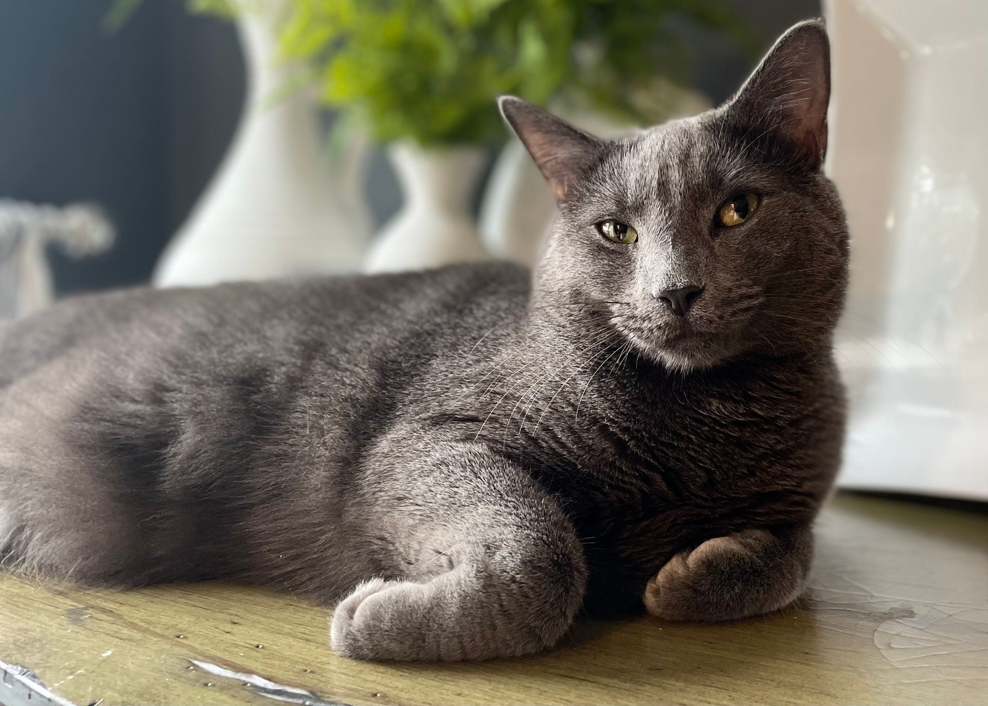 Gray cat lounging on a table, looking towards the camera, green foliage in background.