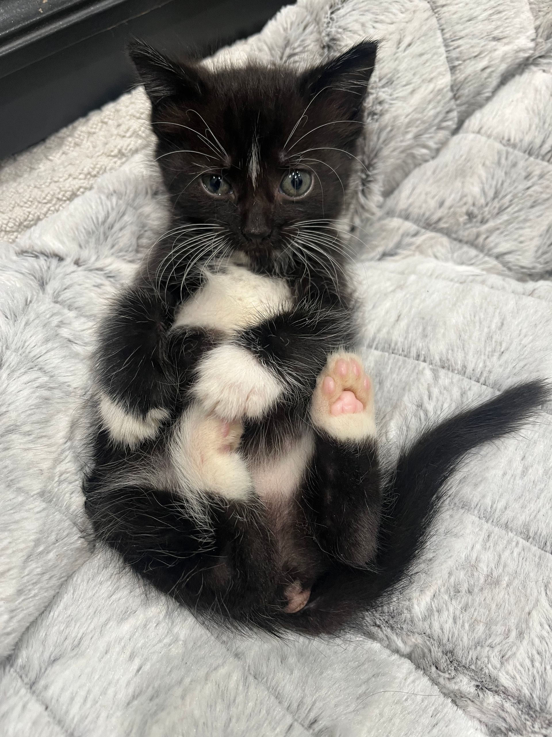 Black and white kitten lying on its back, paws up, on a gray blanket.