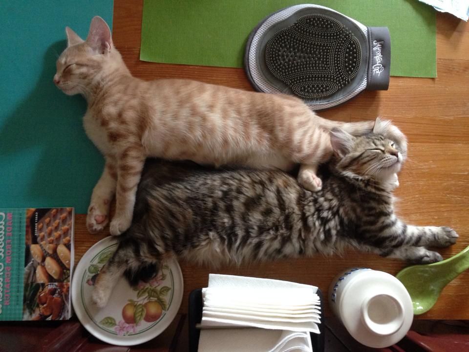 Two cats, one orange and one tabby, resting on a wooden surface with a grooming mitt and plates nearby.