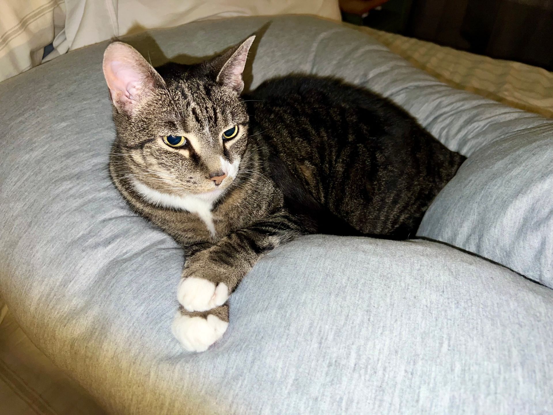 Tabby cat with white paws resting on a person's lap, looking towards the camera.