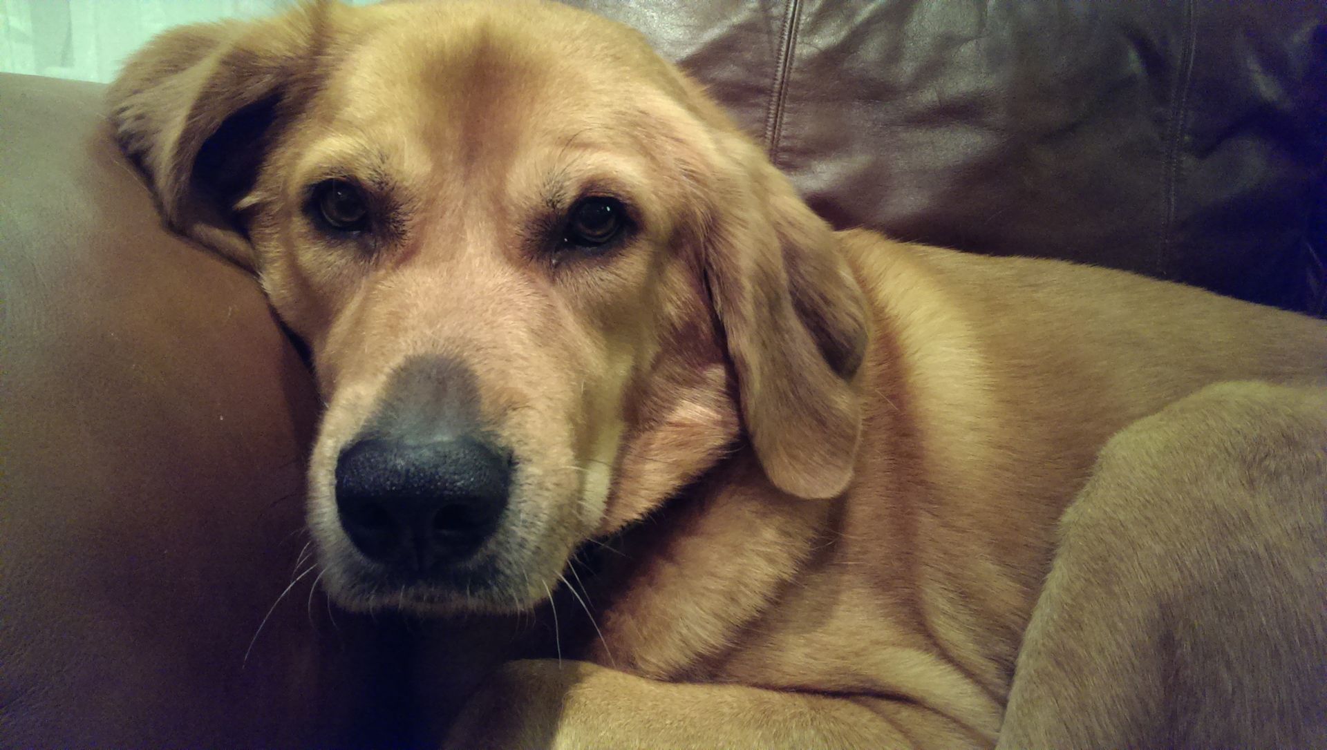 Golden-colored dog resting on a brown couch, head resting, looking toward the viewer with a neutral expression.