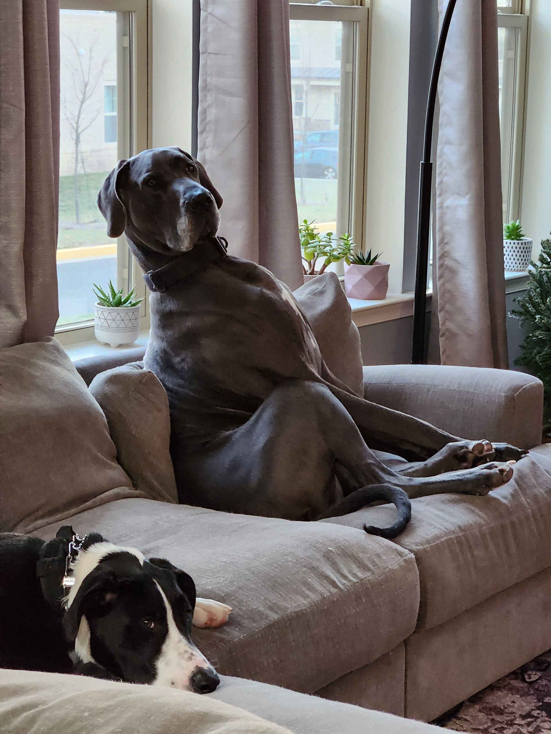 Two dogs on a couch: a large gray dog sitting upright, a small black and white dog lying down.