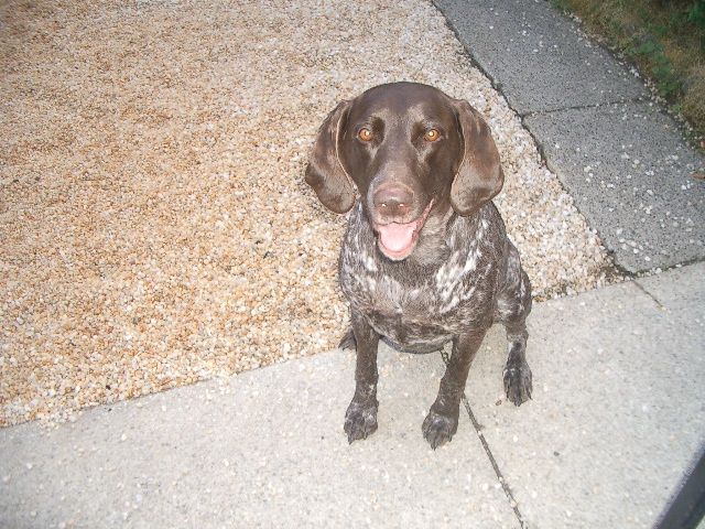 Brown and white spotted dog with floppy ears sits on a stone patio, smiling.
