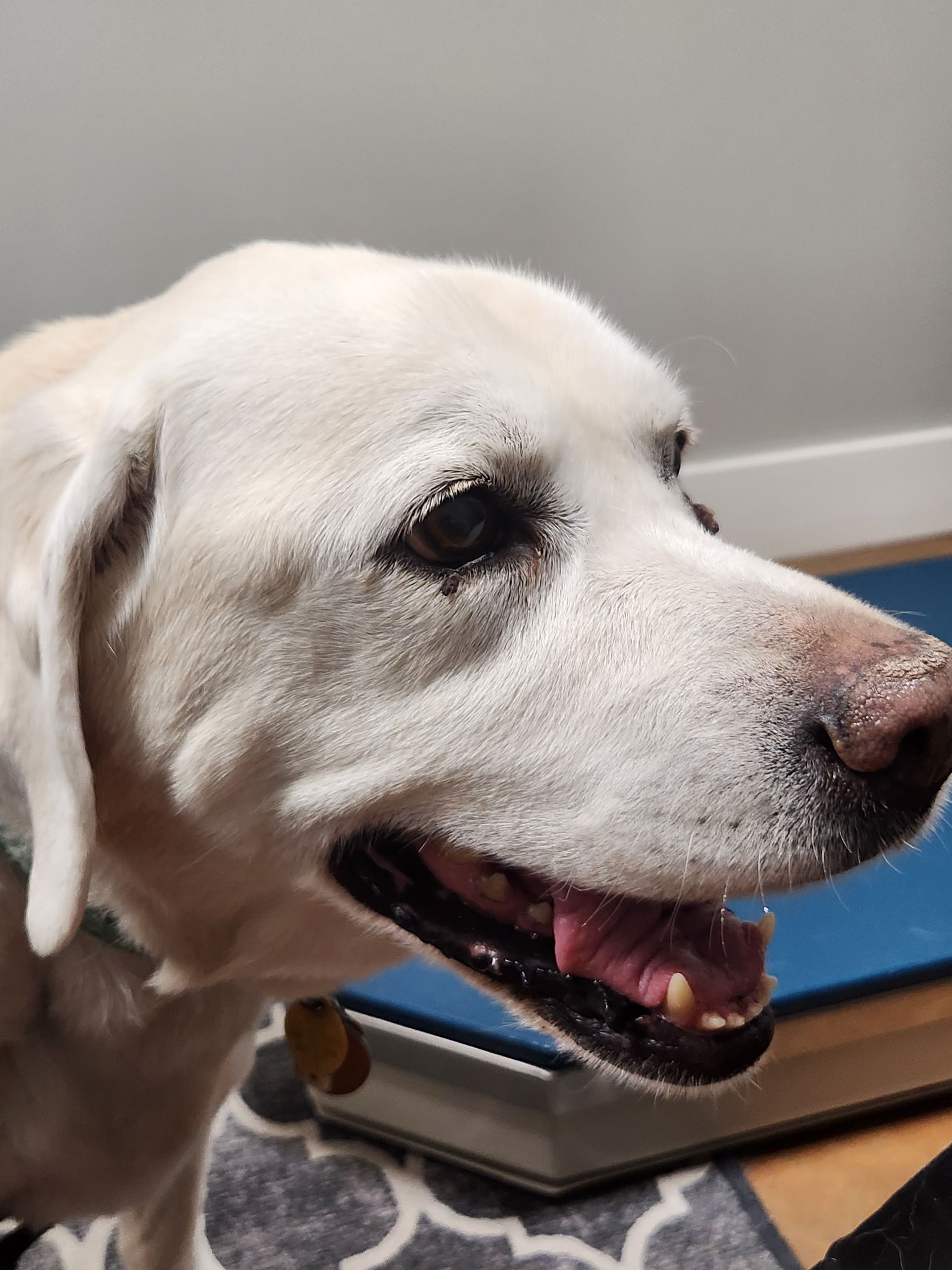 Yellow lab dog with open mouth, looking right. Pink tongue, brown nose. Inside.
