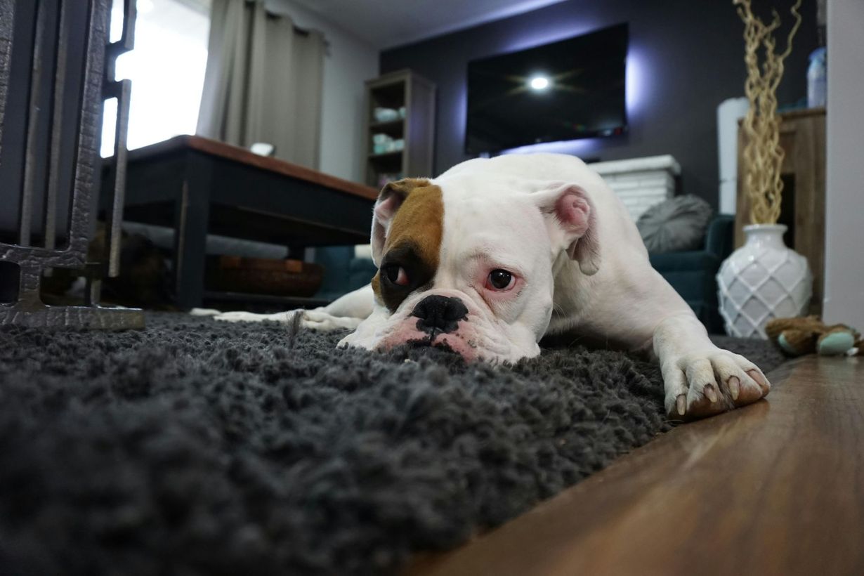 Good Mojo Pet Care