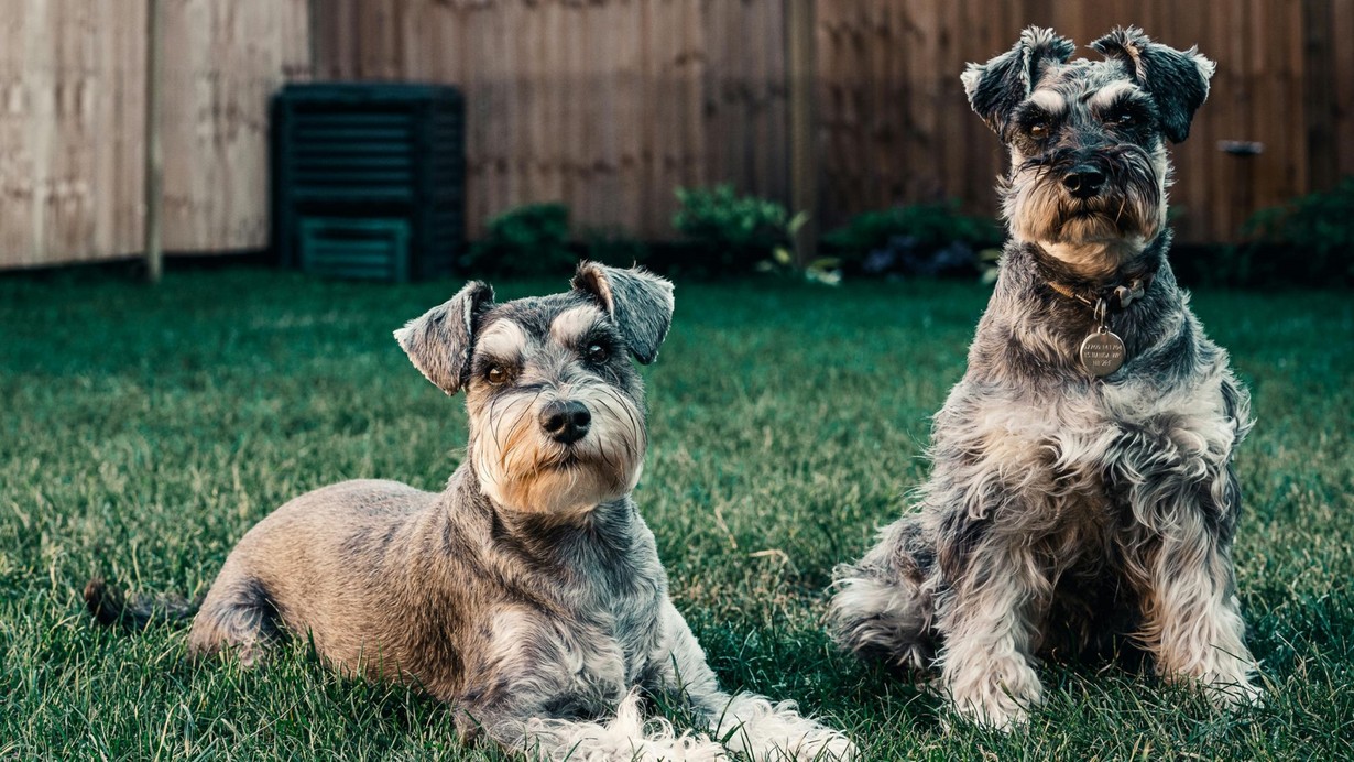 Good Mojo Pet Care