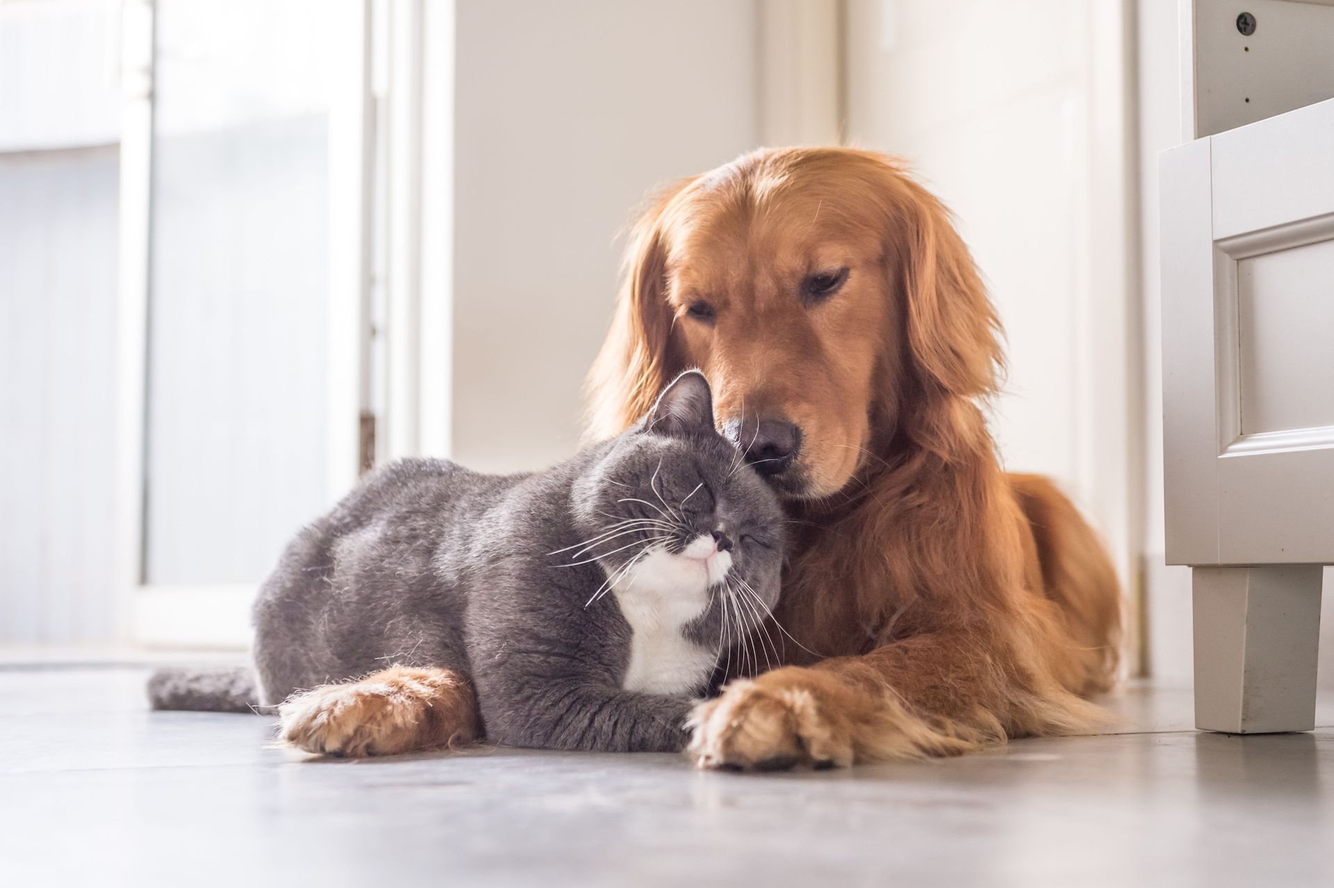 Golden retriever dog and gray cat cuddle on a light-colored floor, near a white door and cabinet.