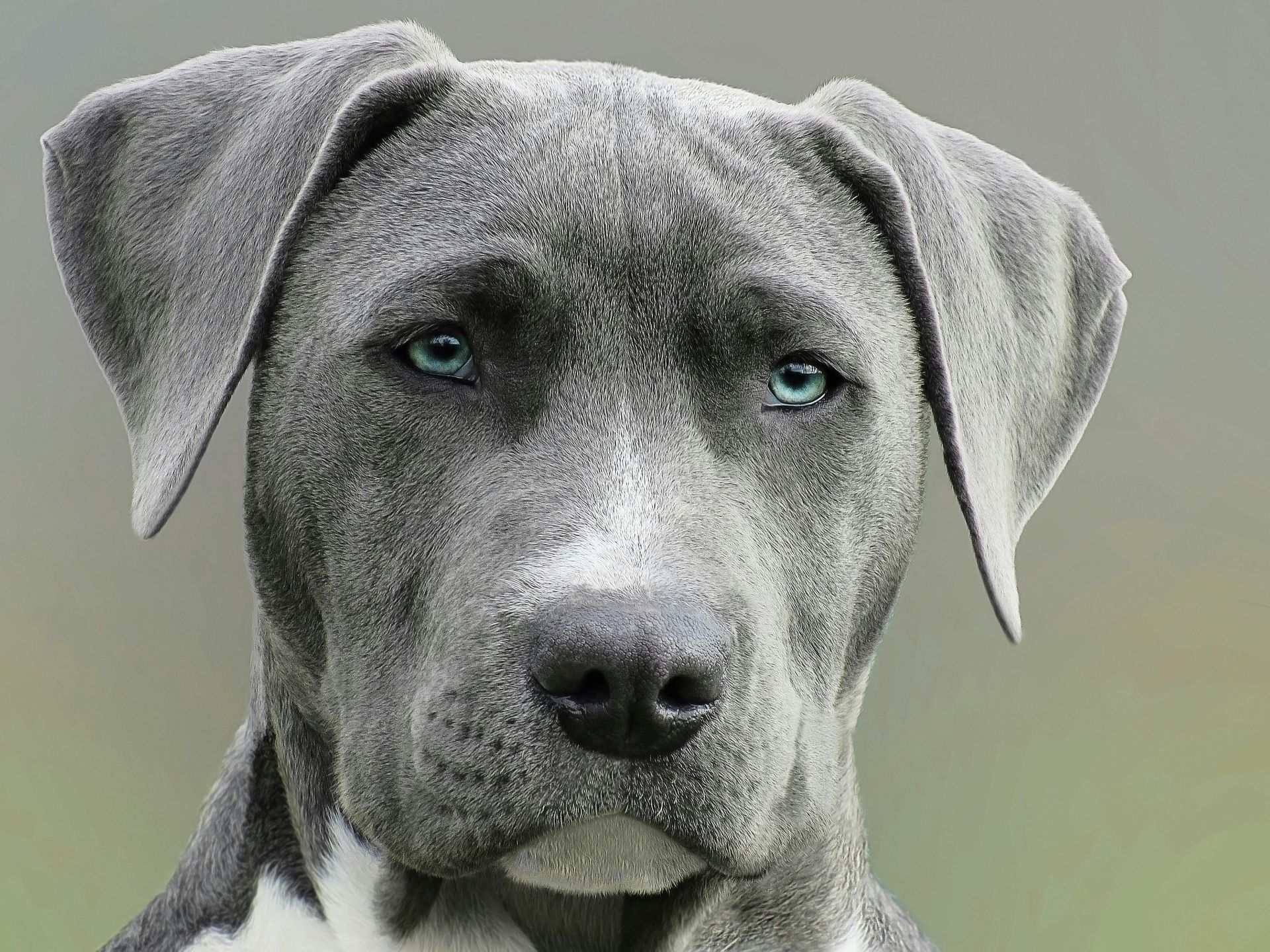 Blue Great Dane with bright blue eyes, looking at the viewer.