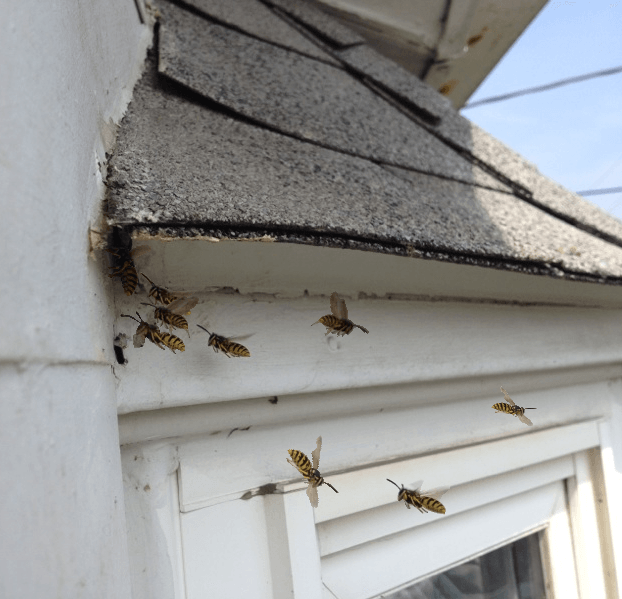 yellow jacket hive removal