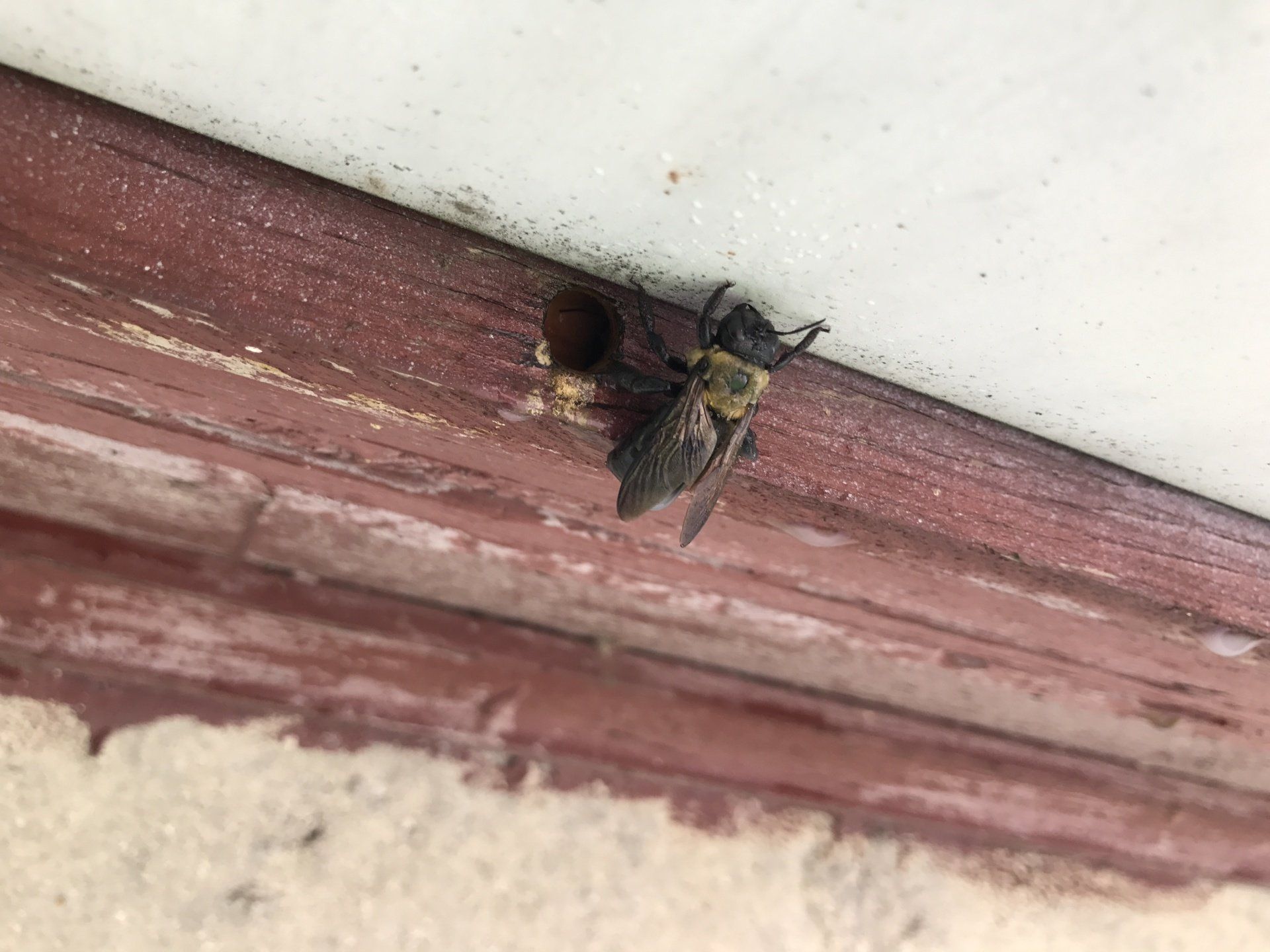 Carpenter Bee Infestation, Removal, Control & Extermination Pittsburgh