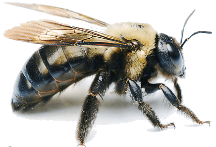 types of ground bees