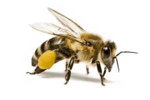 Honey Bee Control Pittsburgh, PA