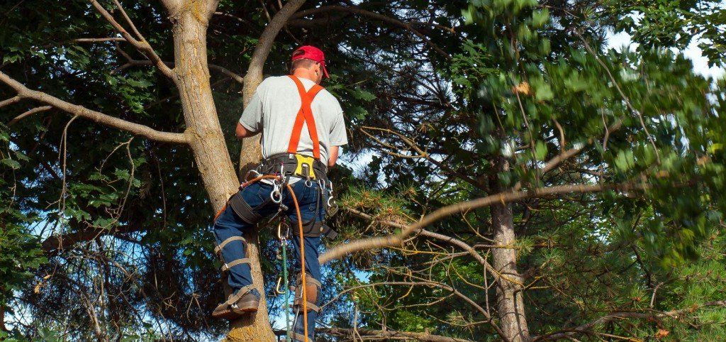 man up in tree trimming branches