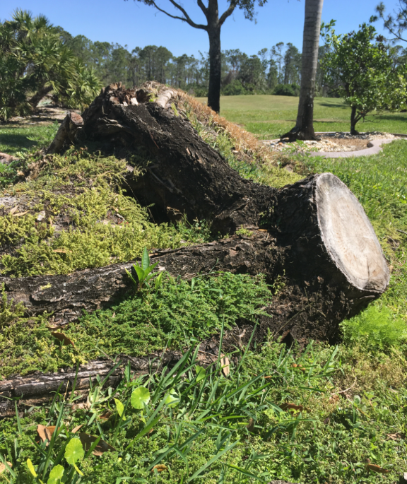 Deep Stump Grinding