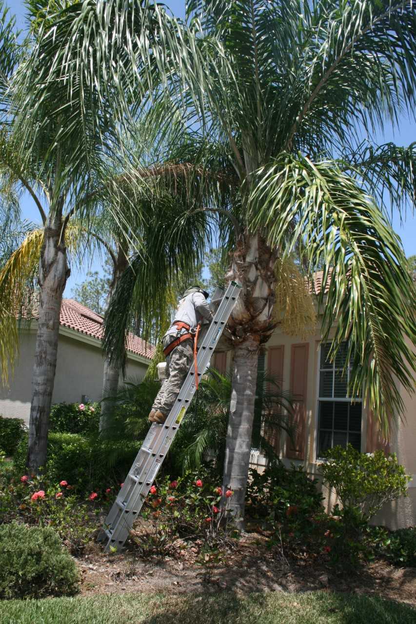 Tree Trimming Services