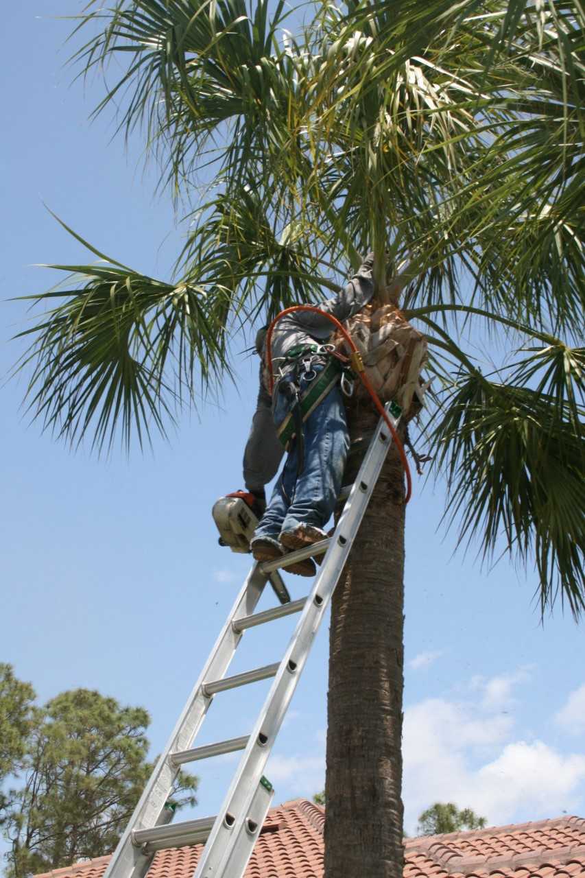 Tree Maintenance