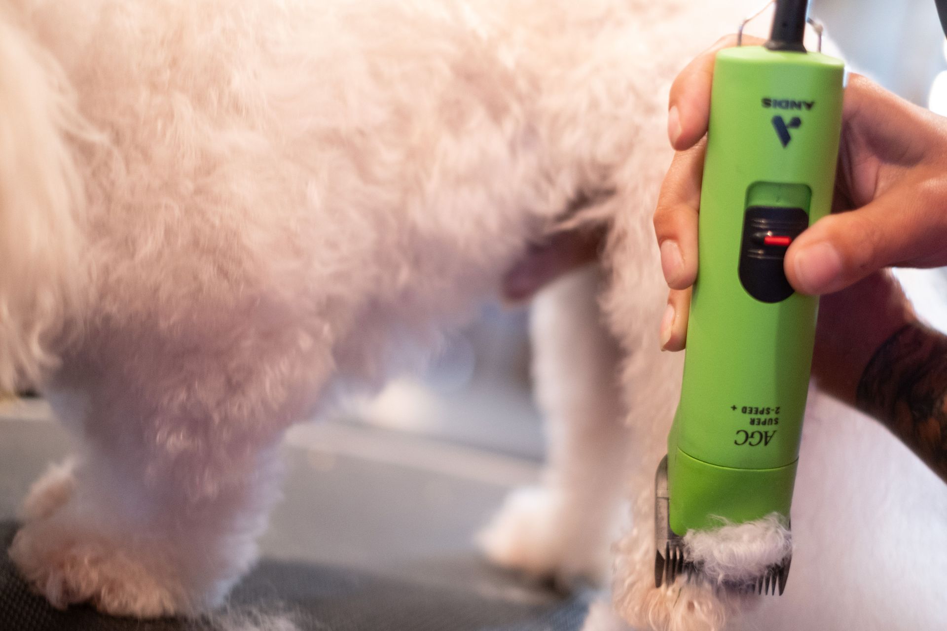 A person is cutting a dog 's fur with a green clipper.