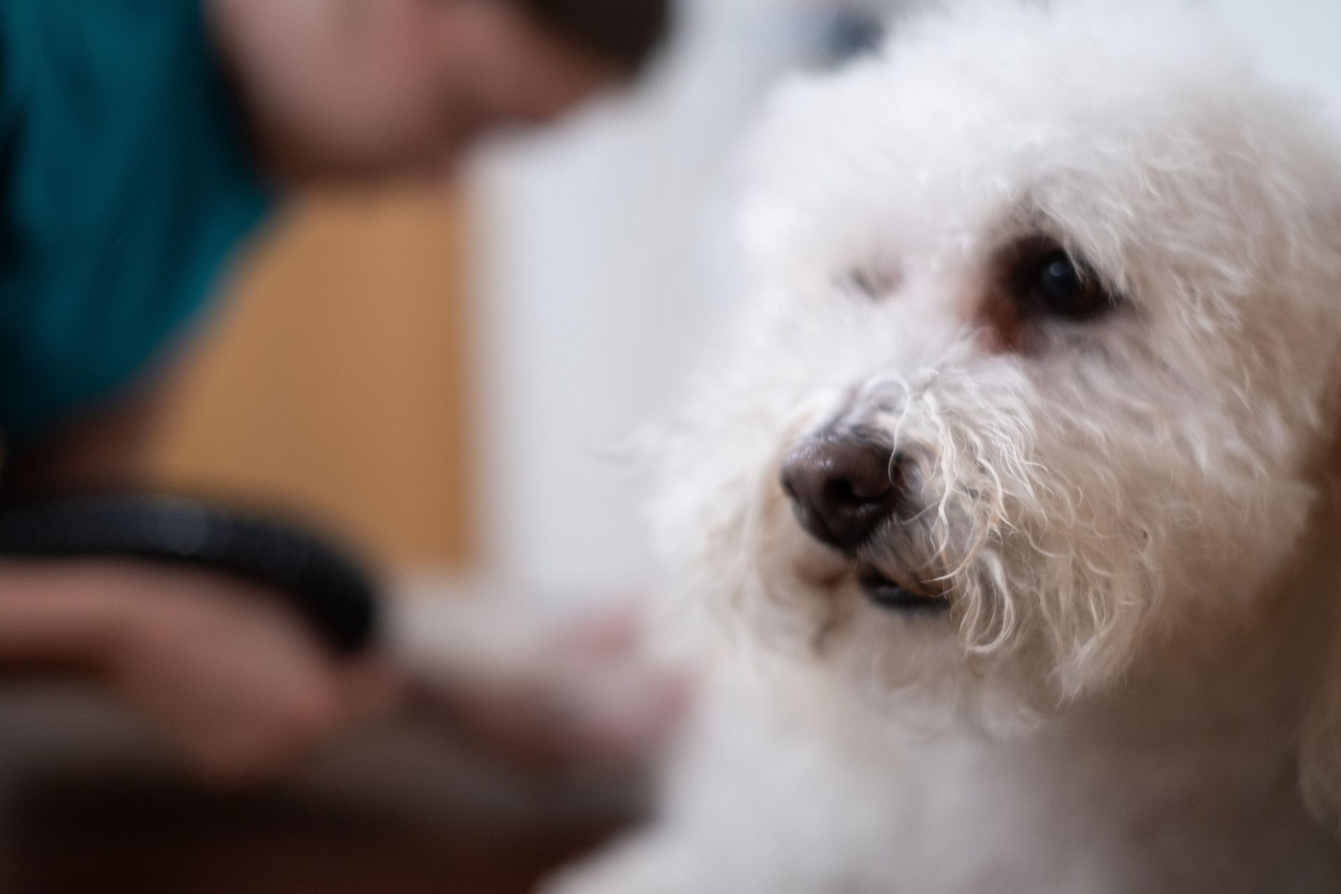 A close up of a white dog being groomed by a person.