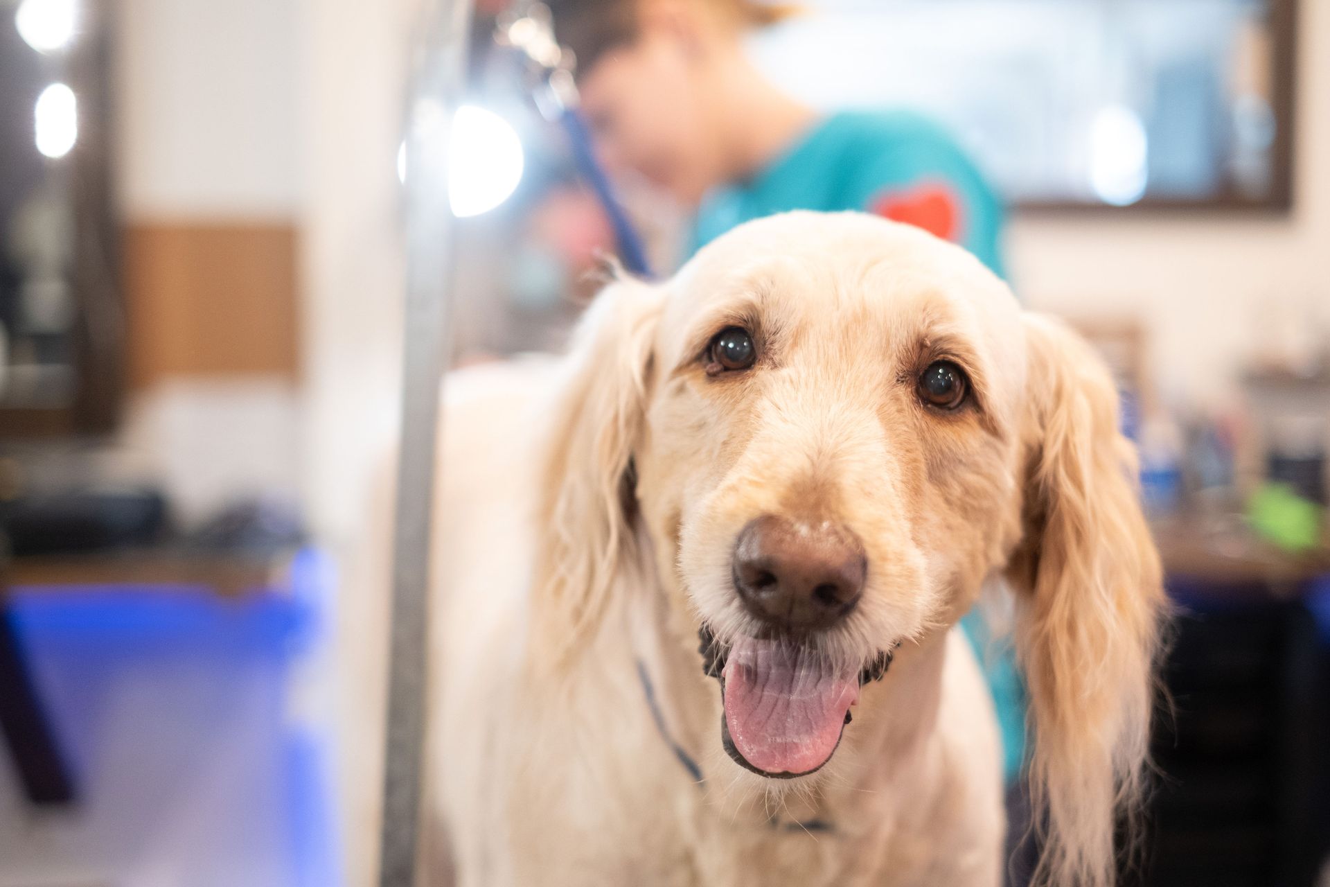 A dog is being groomed by a woman at a grooming salon.