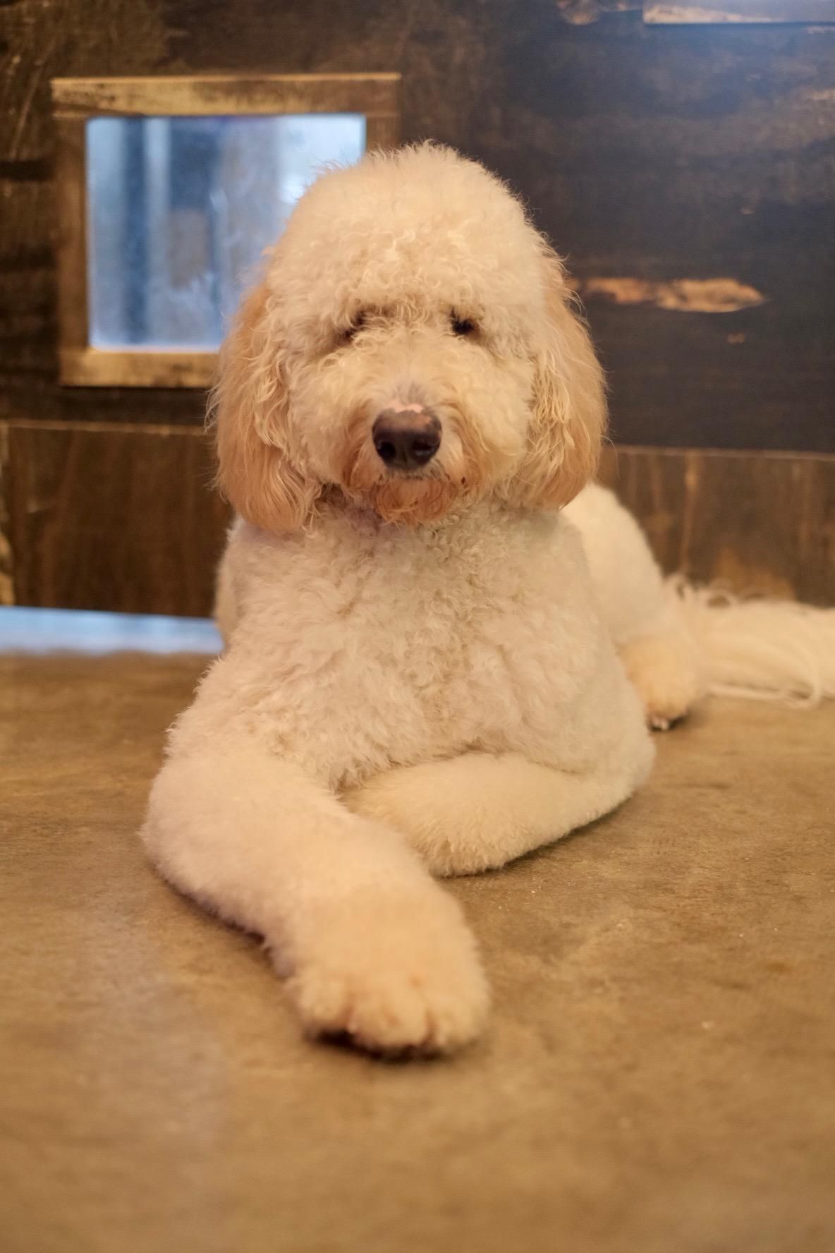 A white and brown poodle is laying down on a table.