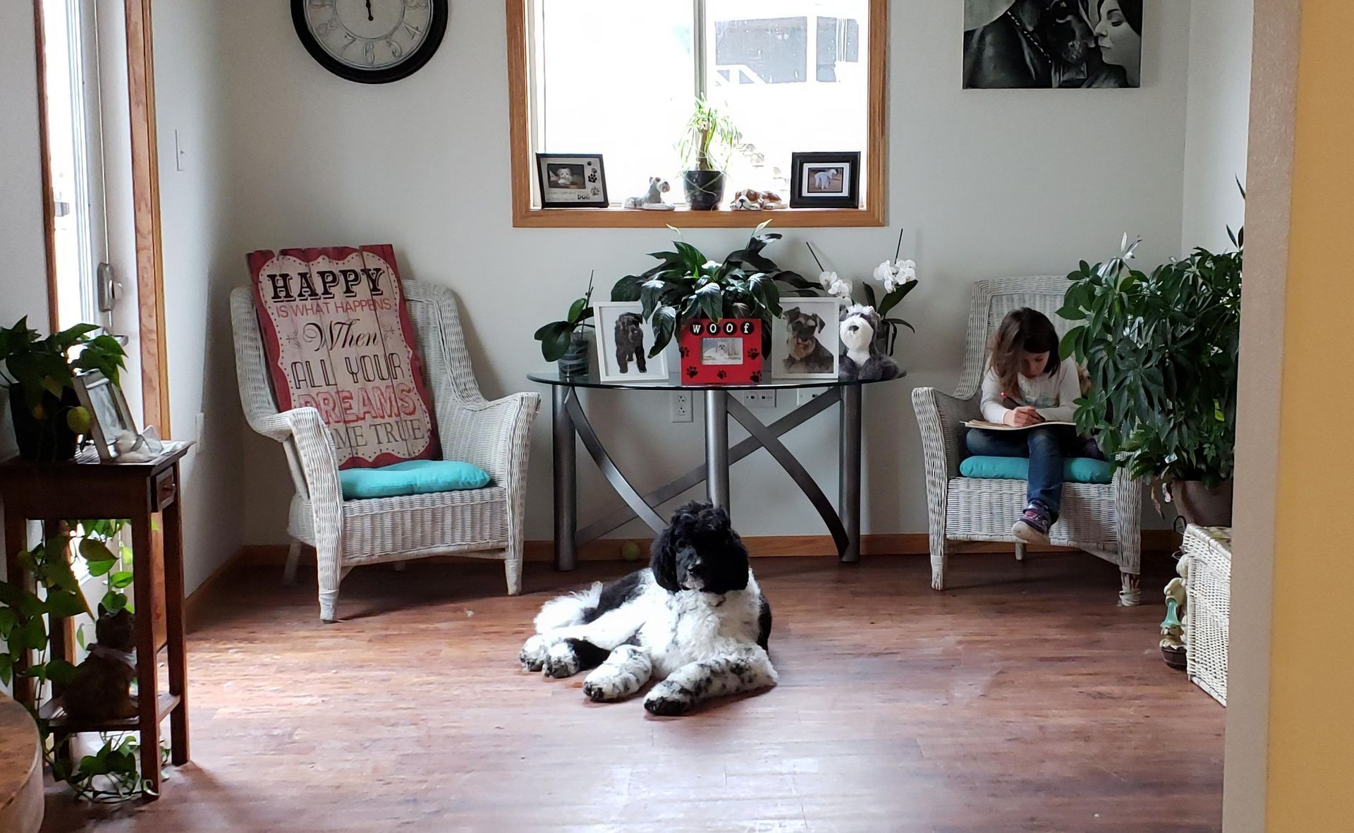 A black and white dog is laying on the floor in a living room.