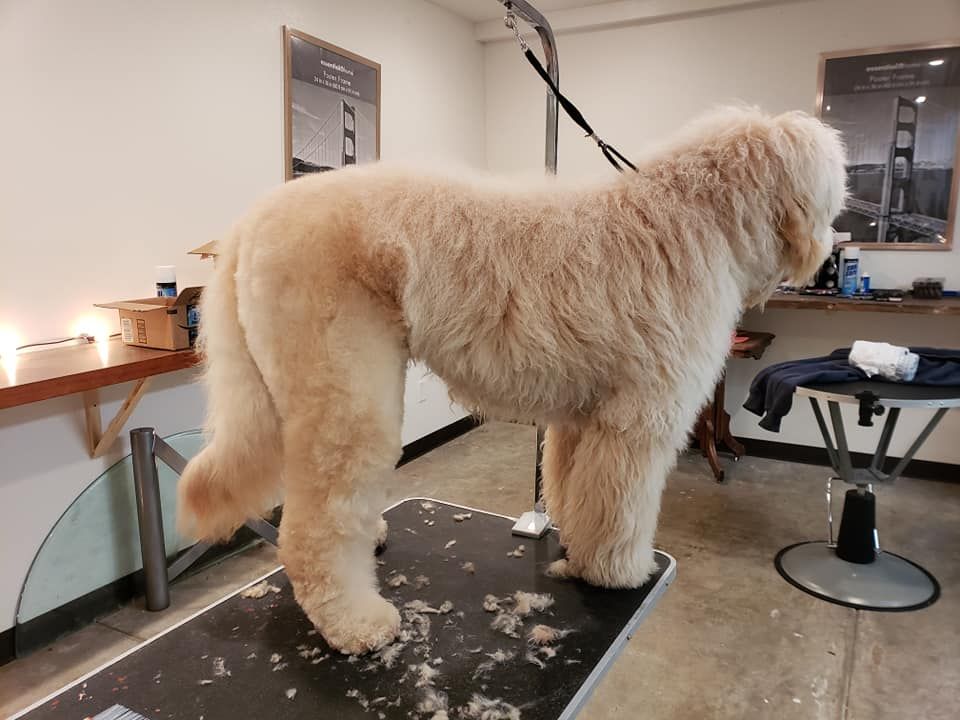 A large dog is standing on a grooming table.