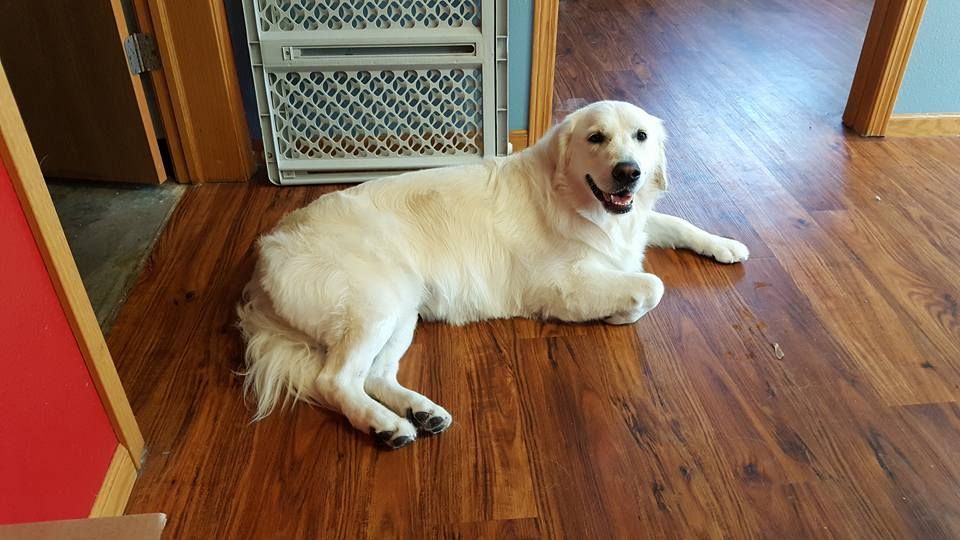 A white dog is laying on a wooden floor in a room.