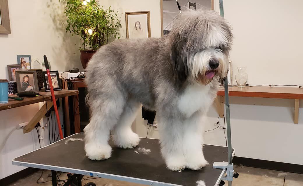 A gray and white dog is standing on a grooming table.