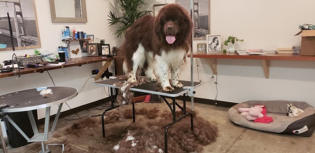 A large brown and white dog is standing on top of a grooming table.