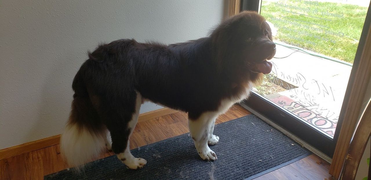 A brown and white dog is standing on a door mat in front of a door.
