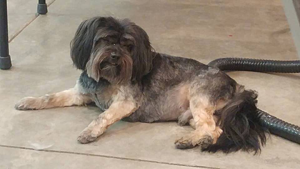 A small dog is laying on the floor next to a vacuum cleaner.