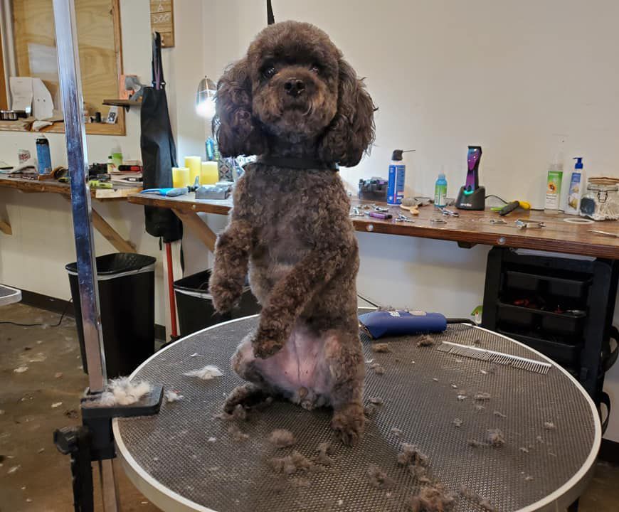 A small brown poodle is standing on its hind legs on a grooming table.